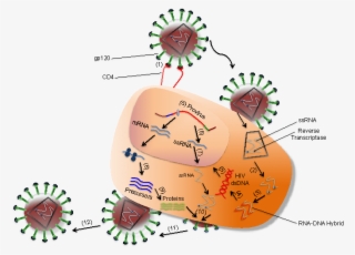 Interaction Between Hiv And Coreceptors Of A T Cell - Hiv Human Immunodeficiency Virus 2 #8573022