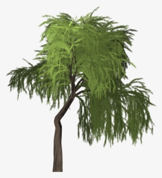 Willow Tree Green - Palm Tree #8573060 Willow Tree Green - Palm Tree #8573060