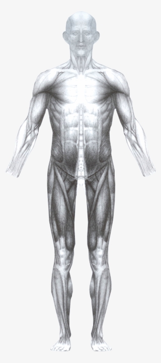 Muscless Front - Male #8573097 Muscless Front - Male #8573097