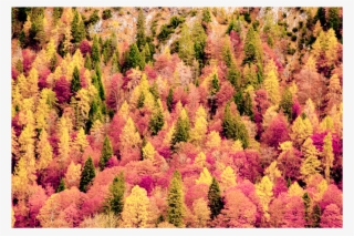 Trees Sticker - Chrysanths #8573134