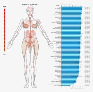 It Is A Ubiquitous Protein, Expressed In Almost All - Diagram #8573292