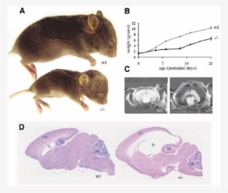 Mdnah5 / Mouse (bottom) And Normal Control Littermate - Hydrocephalus In Laboratory Mice #8573837