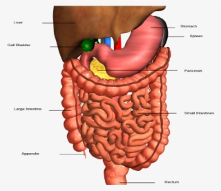 Anatomy Clipart Stomach - Hbs 3.2 2 Digestive System #8574255