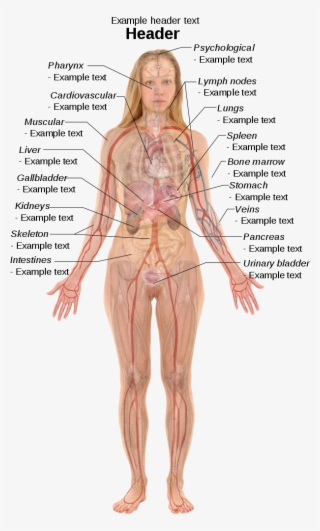 ١٥٠ لە ٢٤٠ پیکسەڵ - Female Body Organ Anatomy #8574740