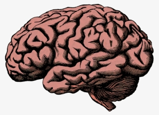 Broken Image Link - Brain Drawing #8574882