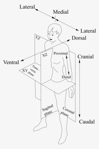 Banner Transparent Library Human Body Clipart Black - Line Art #8575149