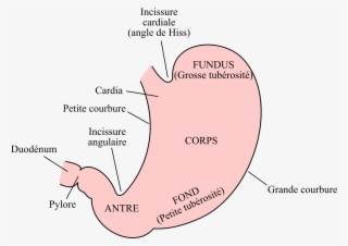 Open - Partie De L Estomac #8575155