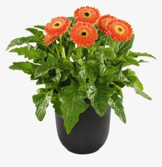 Pot Plants - Barberton Daisy #8575379