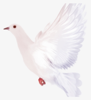 White Dove Clipart Flying - Portable Network Graphics #8576016