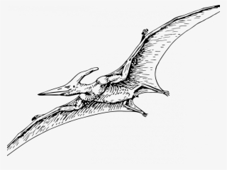Pterodactyls Are Dinosaurs - Pterodactyl Drawing #8576820