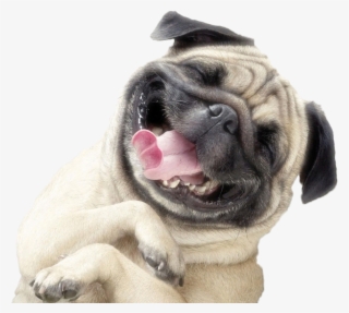 Mops - Adorable Pug #8577534