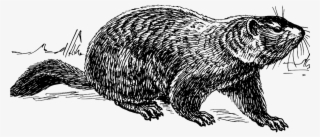 Groundhog Vector Art Free #8577699