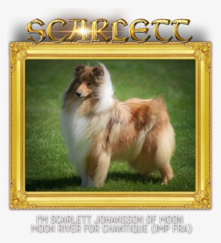 Chantique Rough Collies - Pomeranian #8579051