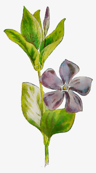 Plants Flowering Leaf Plant Stem Free Hd Image Clipart - Periwinkle #8580487
