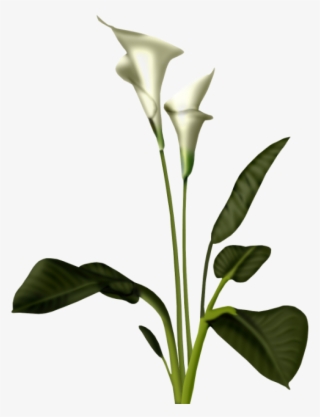 Photo Sam 2 - Calla Lily Plant Png #8580631