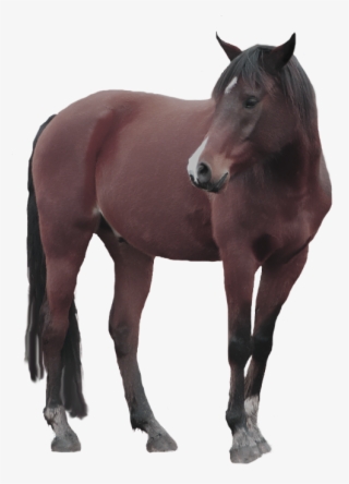 Horse With A White Background #8581049 Horse With A White Background #8581049