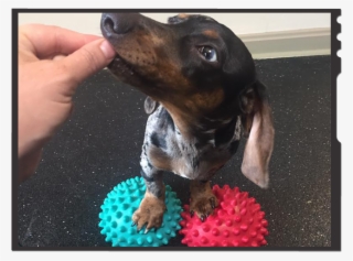 Dachshund Preventative Therapy - Dachshund #8581942