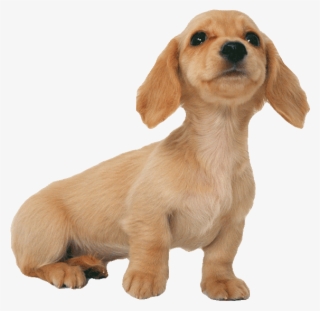 Little Dachshund Puppy600png - 年 12 月 日历 桌面 #8582291