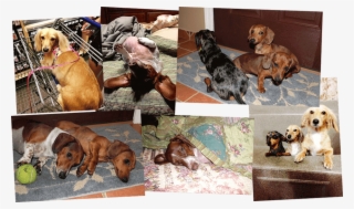 Dachshund Puppies Corpus Christi Texas - Companion Dog #8582850