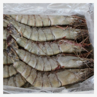 Black Tiger Shrimps Head On U15 Frozen 1kg, Vietnam - Black Tiger Shrimp #8582929