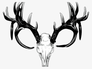 Original - Huesos De Venado Cabeza #8583647