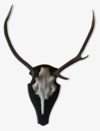 Deer #8583869