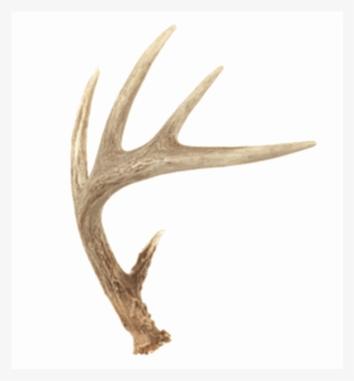 Authentic Deer Antler Large - Deer Antler Cartoon #8584184