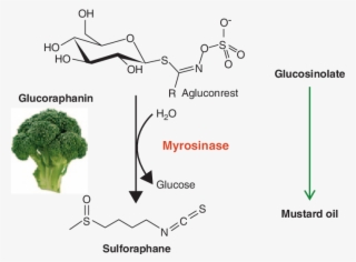 The Mustard Oil Bomb - Myrosinase Broccoli #8586812