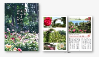 News Of "step Of Sakura Grass Bueno Hill Rosary Ten - Garden Roses #8588040