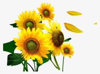 1071 X 799 7 - Flores Girasoles Png #8588595