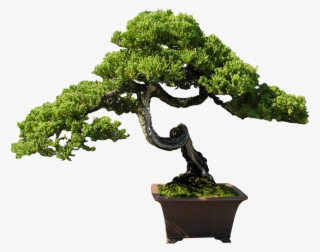 Bonsai Clipart Old Tree - Bonsai Steps Pine Juniper Develop #8588695