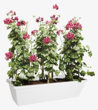 Home > Collection > Barcelona Xl - Bougainvillea #8589136