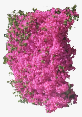 Bouganvilla #8589314