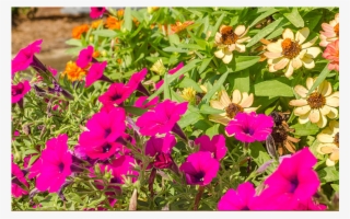 Bougainvillea #8589504