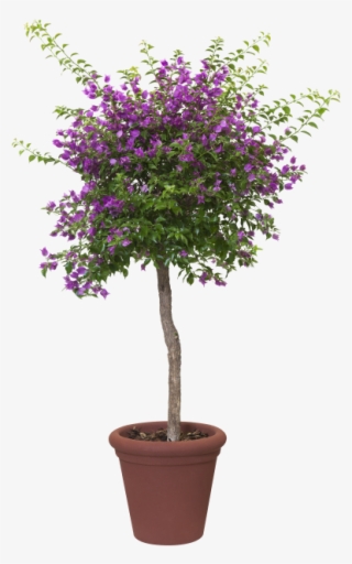 Home > Collection > Allure Doppio - Olivier Arbuste #8589613