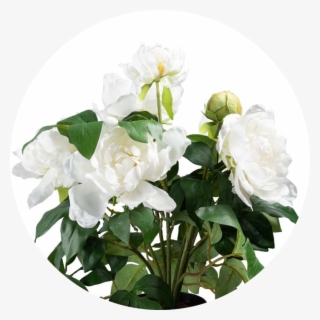 Pink - Bougainvillea #8589689