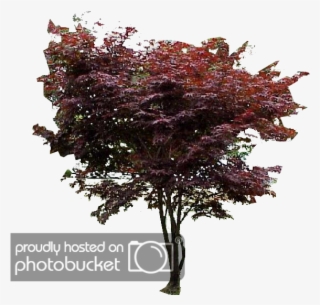 Japanese Maple Png - Bloodgood Japanese Maple Png #8590098