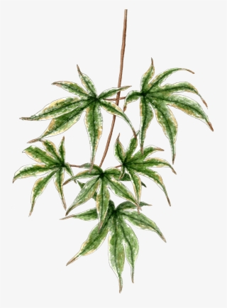 Japanese Maple Branch - Houseplant #8590161