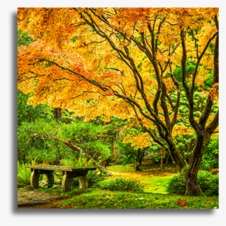 Japanese Maple Tree With Fall Foliage - Washington Park Arboretum Uw Botanic Gardens #8590553