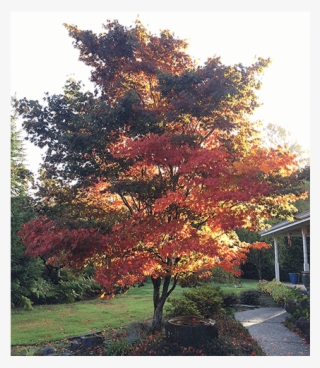 Large Specimens - Black Gum #8590593