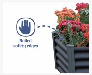 Hydrangea Serrata #8591028