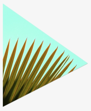 Palm Frond - Paper #8592379 Palm Frond - Paper #8592379