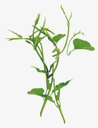 Herbal Point - Arugula #8592418