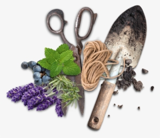 Regional Herbs - Superfood #8592667