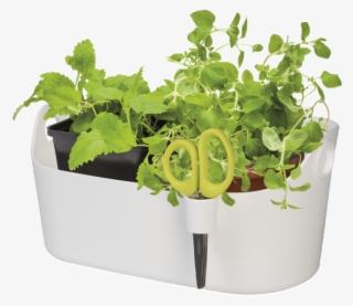 Home > Collection > Brussels Herbs Station - Flowerpot #8592875