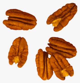 Walnut - Bun #8594704