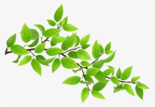 Free Png Download Green Branch Transparent Png Images - Branch Clipart Png #8596073