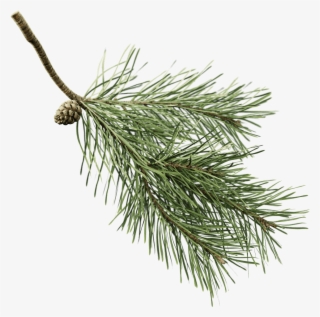 You Can Use The Twig With The Pine Preset, But The - Pine #8599078