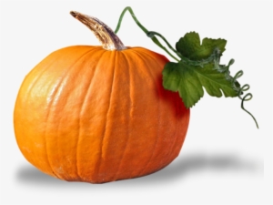 Cucurbita Pumpkin Seed Oil Squash Clip Art - 南瓜 Png #860142