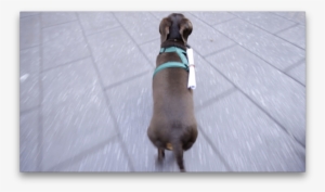 Dachshund In Transit - Dachshund #860308